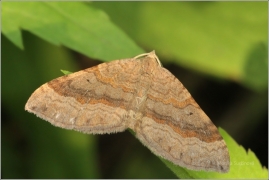 <p>VLNOČÁRNÍK SVEŘEPOVÝ (Scotopteryx chenopodiata) (Jiříkov)</p>